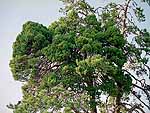 WB on pinus friesiana (Kola region) 
Фото Марины Бакулиной
