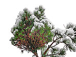 WB on pinus sylvestris (Karelia)
Фото Константина Коржавина