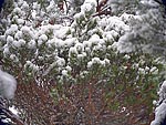 WB on pinus sylvestris (Karelia)
Фото Константина Коржавина