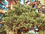 WB on pinus sylvestris (Karelia)
Фото Константина Коржавина