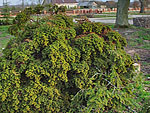 WB on picea abies (Kaliningrad)
Фото Владимира Эпиктетова