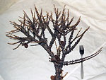 WB on Larix decidua (Ural)
Фото Оксаны Петрук