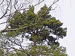 WB on pinus sylvestris (Moscow region)
Фото Татьяны Игнатенко
