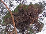 WB on pinus sylvestris (Moscow region)
Фото Татьяны Игнатенко