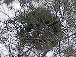 WB on pinus sylvestris (Moscow region)
Фото Татьяны Игнатенко
