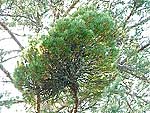 WB on pinus sylvestris (Vologda region)
Фото Константина Коржавина