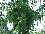 WB on picea abies (Vologda region)
Фото Константина Коржавина