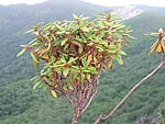 WB on Ledum palustris (Sakhalin)
Фото Сергея Горошкевича