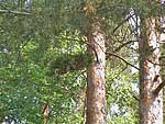 WB on pinus sylvestris (Moscow region)
Фото: Александр Верещак