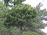 WB on pinus sylvestris (Moscow region)
Фото: Александр Верещак