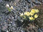 Pulsatilla patens - прострел раскрытый